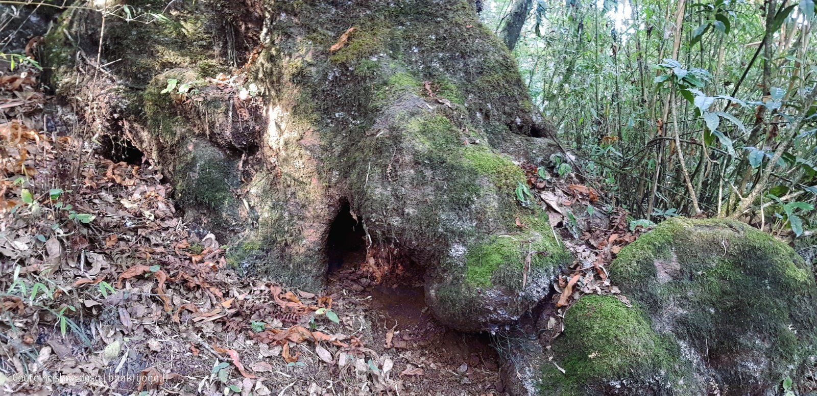 2b. Trees. Shivapuri mountain. Kathmandu. 2019.01.15